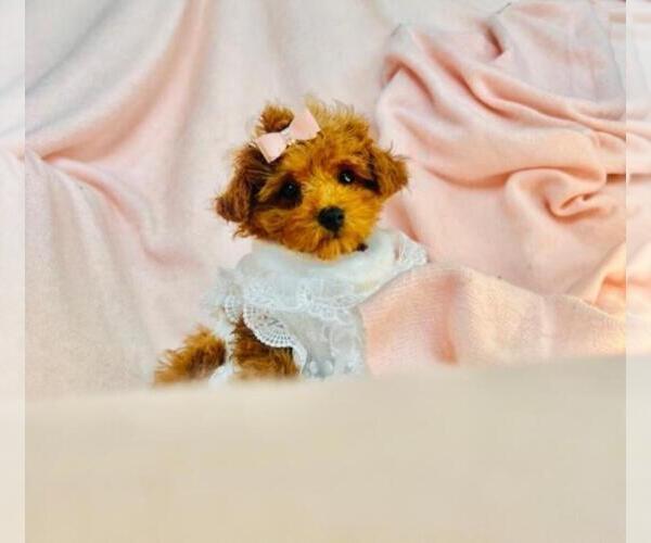 Medium Photo #4 Poodle (Toy) Puppy For Sale in BELLAIRE, TX, USA