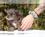 Small #28 ShihPoo