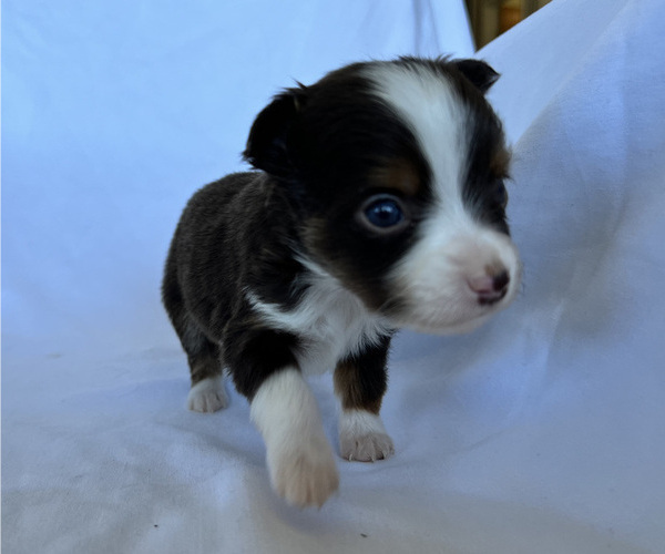 Medium Photo #9 Miniature Australian Shepherd Puppy For Sale in BEATTY, OR, USA