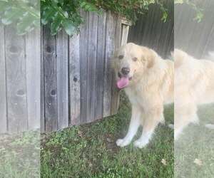 Thor - Male Great Pyrenees Dog for Adoption - Photo #7