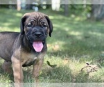 Small #2 Cane Corso