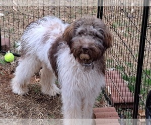Labradoodle Puppy for sale in ACWORTH, GA, USA