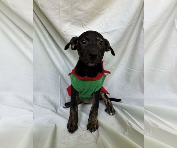 Medium Photo #2 Labrador Retriever-Unknown Mix Puppy For Sale in NYC, NY, USA