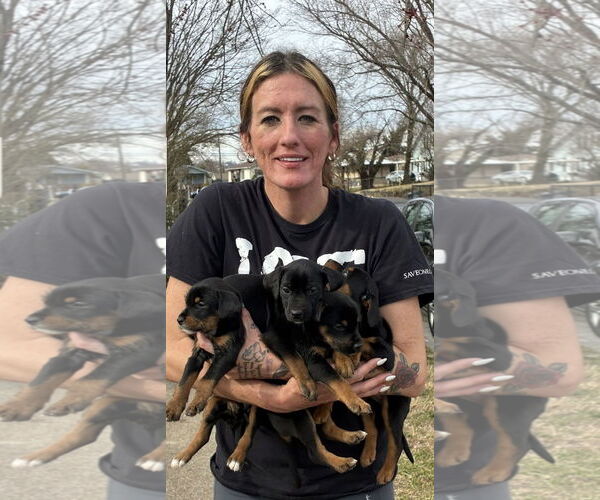 Medium Photo #4 Doberman Pinscher-Unknown Mix Puppy For Sale in Pottstown, PA, USA