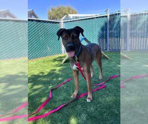 Shepradors Dogs for adoption in San Bernardino, CA, USA