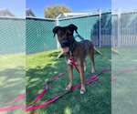 ARYA - Female Shepradors Dog for Adoption - Small photo