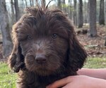 Small #1 Goldendoodle