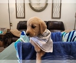 Puppy Male B4 Golden Retriever