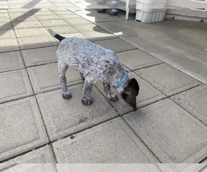 German Shorthaired Pointer Puppy for sale in SCOTTSDALE, AZ, USA