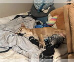Small #2 American Pit Bull Terrier-Labrador Retriever Mix