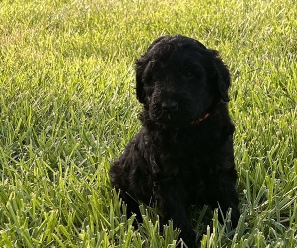 Medium Photo #1 Goldendoodle Puppy For Sale in HUTCHINSON, KS, USA
