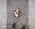 Small Photo #16 Bulldog Puppy For Sale in TUNNEL HILL, GA, USA