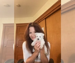 West Highland White Terrier Puppy for sale in FILLMORE, CA, USA
