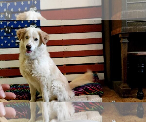 Medium Photo #4 Great Pyrenees-Huskies  Mix Puppy For Sale in Bountiful, UT, USA