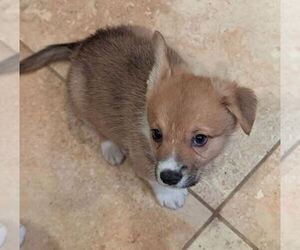 Pembroke Welsh Corgi Puppy for sale in VANCOUVER, WA, USA