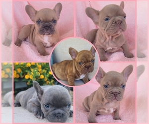 French Bulldog Puppy for sale in LAS VEGAS, NV, USA