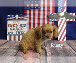 Small #20 Cavalier King Charles Spaniel