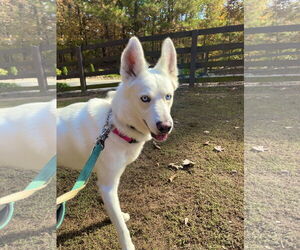 Ernie $100 adoption fee ALL DOGS - Male Siberian Husky Dog for Adoption - Photo #3