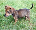 Small #2 Chihuahua Mix