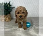 Small #1 Cavapoo