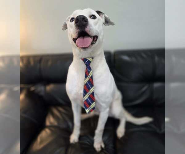 Medium Photo #8 Labrador Retriever-Unknown Mix Puppy For Sale in Anniston, AL, USA