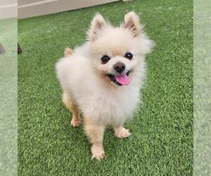 Pomeranian Dogs for adoption in Camarillo, CA, USA