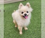 Small Pomeranian