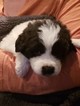 Small Photo #2 Newfoundland Puppy For Sale in ALSEN, SD, USA