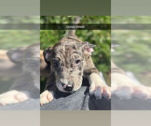 American Foxhound-Catahoula Leopard Dog Mix Dogs for adoption in Aurora, IN, USA
