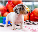 Small Photo #43 Dachshund Puppy For Sale in WAKARUSA, IN, USA
