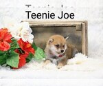 Puppy Teenie Joe Shiba Inu