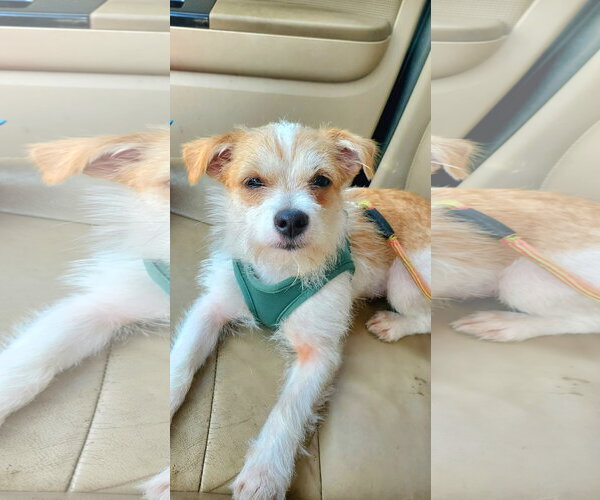 Medium Photo #6 Mutt Puppy For Sale in Plainfield, IL, USA