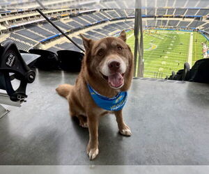 Alaskan Malamute-Unknown Mix Dogs for adoption in Pasadena, CA, USA