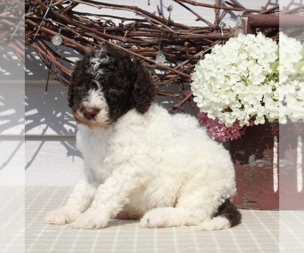 Medium Photo #2 Poodle (Standard) Puppy For Sale in SUGARCREEK, OH, USA