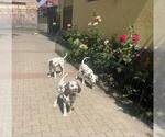 Small #7 Dalmatian