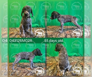 Medium German Shorthaired Pointer
