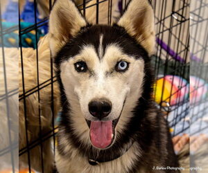 Steely - Male Siberian Husky Dog for Adoption - Photo #2