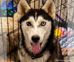 Small #1 Siberian Husky