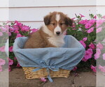 Small Photo #18 Shetland Sheepdog Puppy For Sale in ATHENS, WI, USA