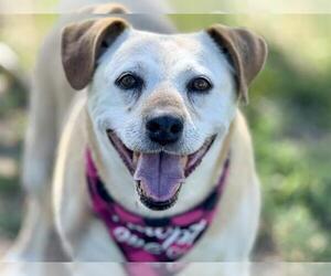 American Pit Bull Terrier-Labrador Retriever Mix Dogs for adoption in Pueblo, CO, USA