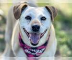 Small American Pit Bull Terrier-Labrador Retriever Mix