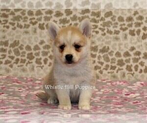 Pomsky Puppy for sale in DENVER, PA, USA