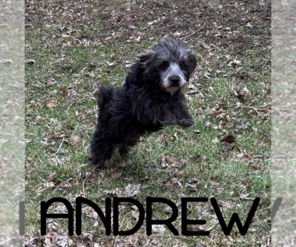 Medium Photo #3 Schnoodle (Miniature) Puppy For Sale in HARTLAND, MN, USA