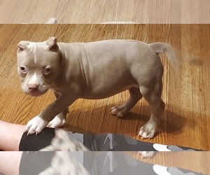 American Bully Puppy for sale in TOLEDO, OH, USA