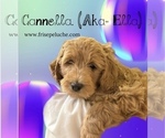 Puppy Ella Poodle (Standard)-Spinone Italiano Mix