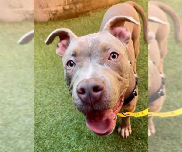 Medium Photo #2 American Pit Bull Terrier Puppy For Sale in San Francisco, CA, USA