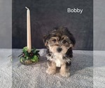 Image preview for Ad Listing. Nickname: Bobby