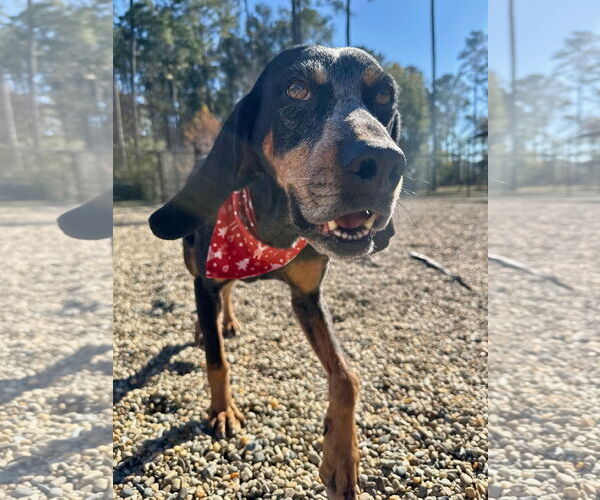 Medium Photo #4 Mutt Puppy For Sale in Hilton Head, SC, USA