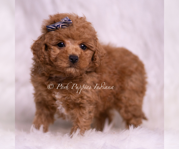 Medium Photo #3 Maltipoo (Toy) Puppy For Sale in WARSAW, IN, USA