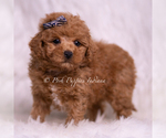 Small #2 Maltipoo (Toy)